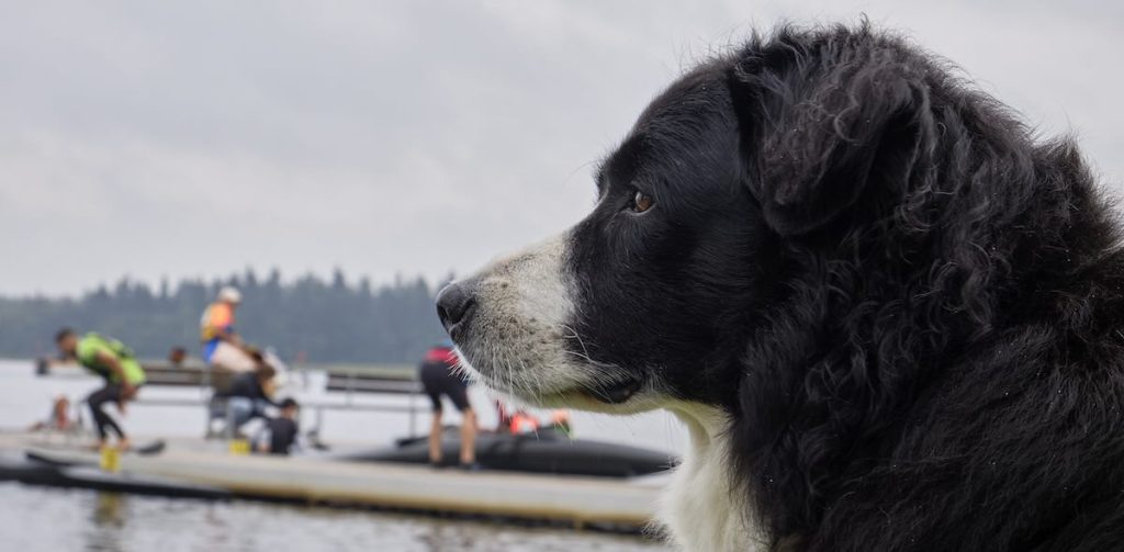 Portræt af hund med kajakroere i baggrunden