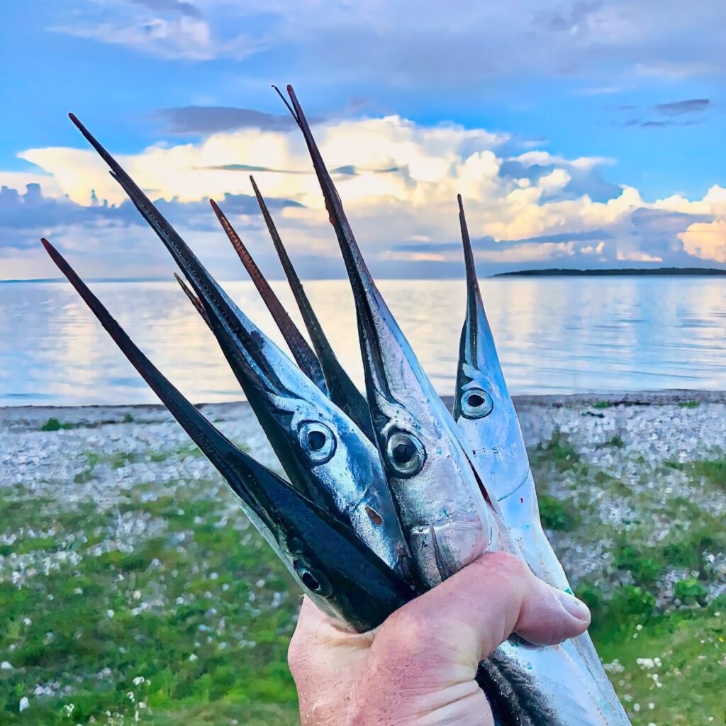 En håndfuld fangede hornfisk