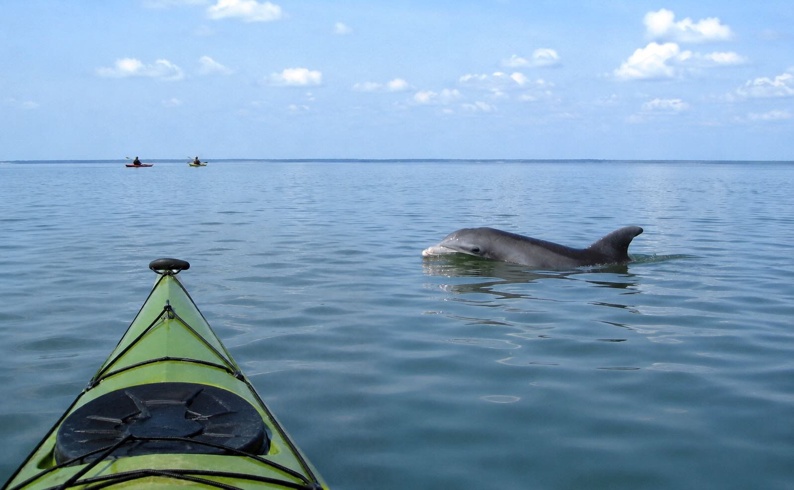 Delfin foran en havkajak