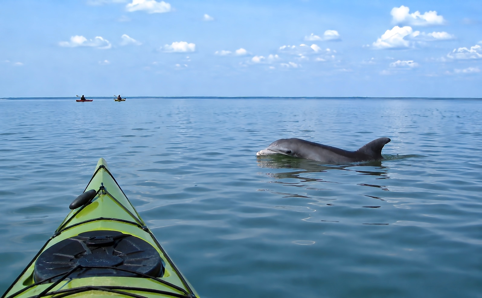 Delfin fotograferet fra en havkajak